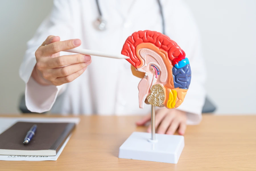 doctor pointing a part of the brain